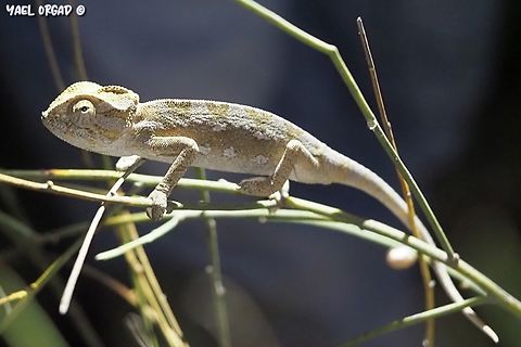 Chamaeleo chamaeleon  Chamaeleo chamaeleon,Common Chameleon,Geotagged,Israel,Summer