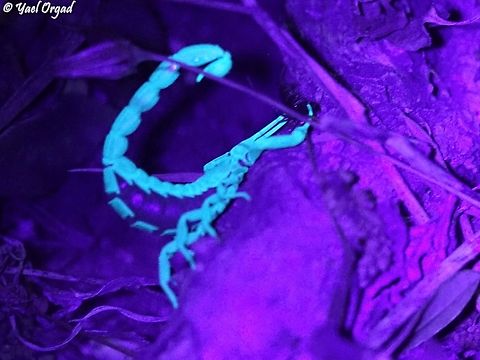 Hottentotta judaicus a pregnant female, got stuck in some dense plants. we used a stick to free it from there, and this was the response...  Geotagged,Hottentotta judaicus,Israel,Summer,Ultra Violet Light