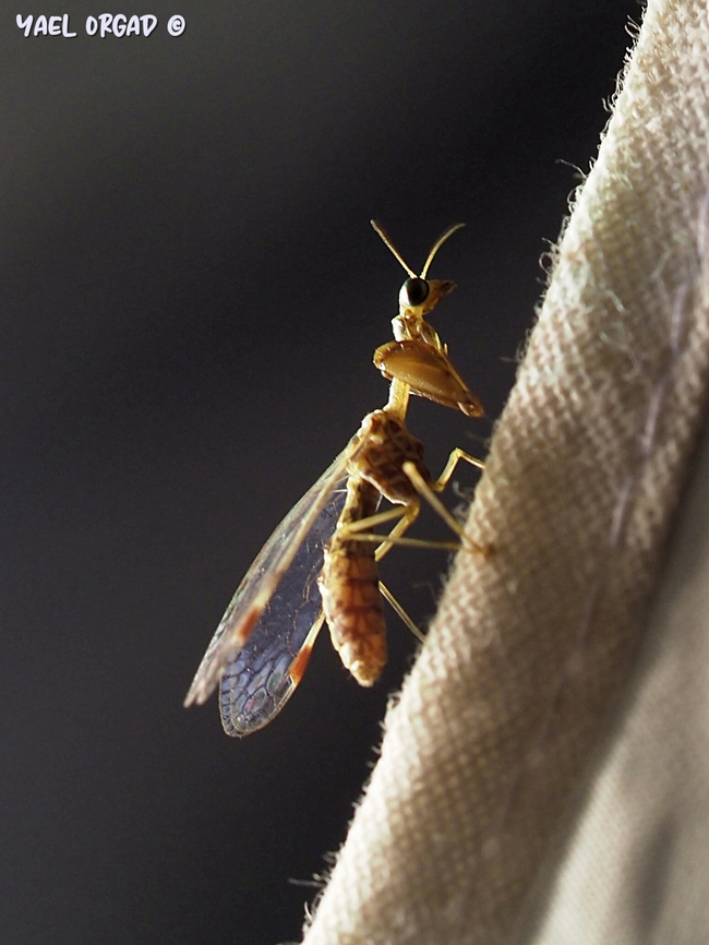 Mantispa styriaca relative of the antlions Geotagged,Israel,Mantispa styriaca,Summer