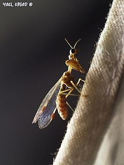 Mantispa styriaca relative of the antlions Geotagged,Israel,Mantispa styriaca,Summer