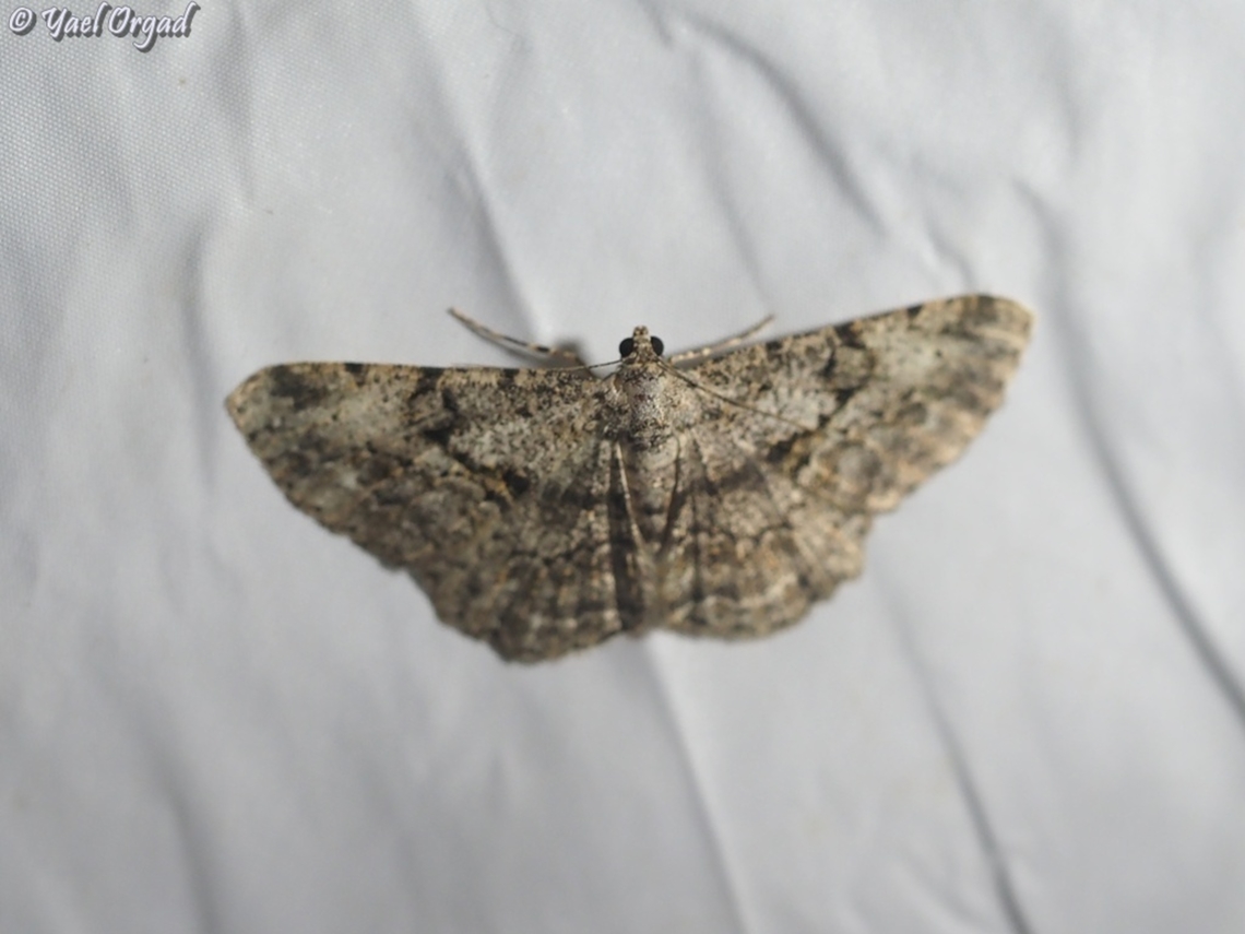 Peribatodes rhomboidaria  Geotagged,Israel,Peribatodes rhomboidaria,Summer,Willow beauty