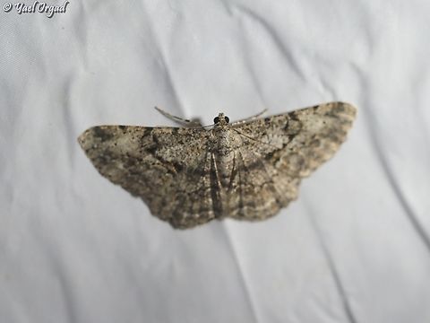 Peribatodes rhomboidaria  Geotagged,Israel,Peribatodes rhomboidaria,Summer,Willow beauty