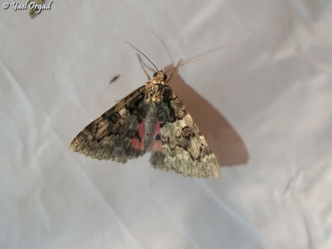 Catocala coniuncta  Catocala coniuncta,Geotagged,Israel,Minsmere crimson underwing,Summer