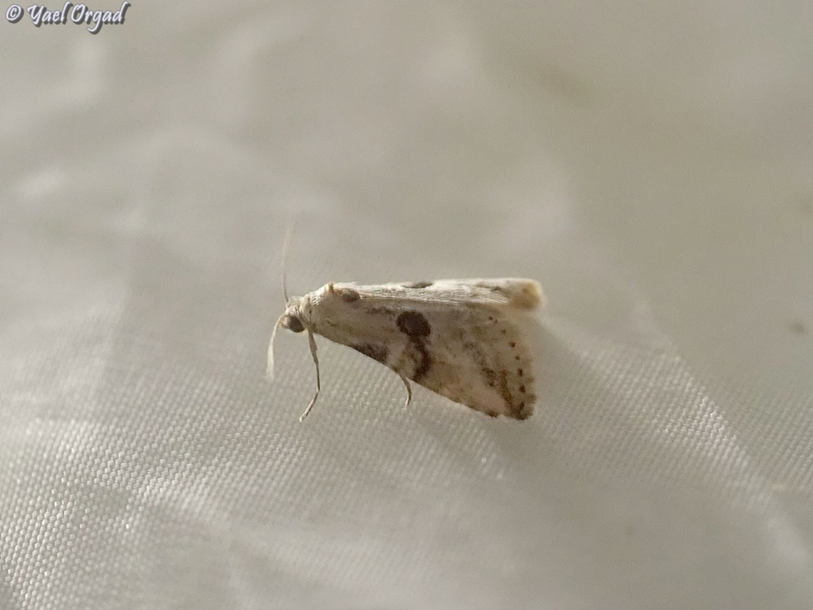 Zebeeba falsalis  Geotagged,Israel,Summer,Zebeeba,Zebeeba falsalis