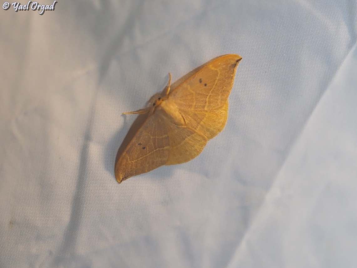 Watsonalla uncinula  Drepana uncinula,Geotagged,Israel,Spiny Hook-Tip,Summer,Watsonalla uncinula