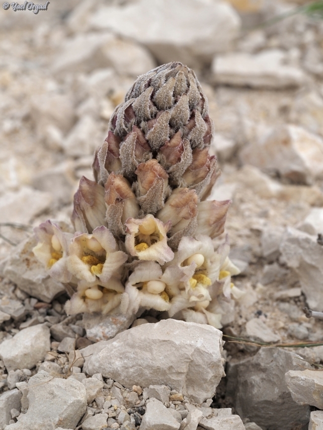 Cistanche mimii I am so happy to report a new species found in Israel, described by Dar Ben-Natan &amp; Dr. Chris Thorogood, and named after a wonderful woman, who taught us all botanics - Mimi Ron. <br />
<br />
Previously identified as Cistanche fissa, Ben-Natan &amp; Thorogood checked the DNA and discovered that this is a new species, and named it after Mimi Ron.  Cistanche mimii,Geotagged,Israel,Winter