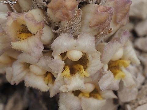 Cistanche mimii I am so happy to report a new species found in Israel, described by Dar Ben-Natan & Dr. Chris Thorogood, and named after a wonderful woman, who taught us all botanics - Mimi Ron Cistanche mimii,Geotagged,Israel,Winter