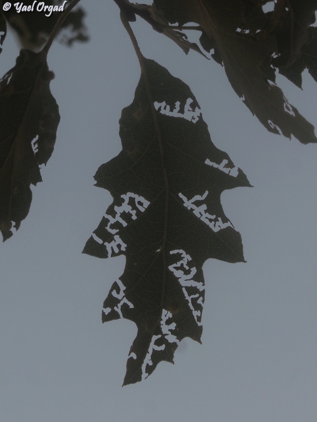 who's eating the leaves? I don&#039;t know, but the I really liked the lace-like leaf Geotagged,Quercus look,Summer