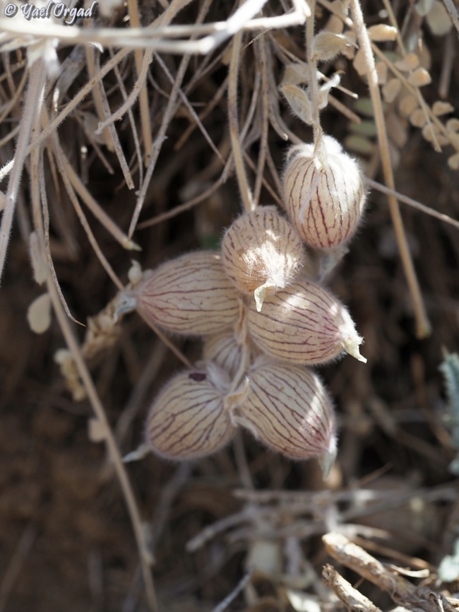 Astragalus coluteoides  Astragalus coluteoides,Mount Hermon,israel