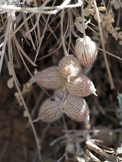 Astragalus coluteoides  Astragalus coluteoides,Mount Hermon,israel