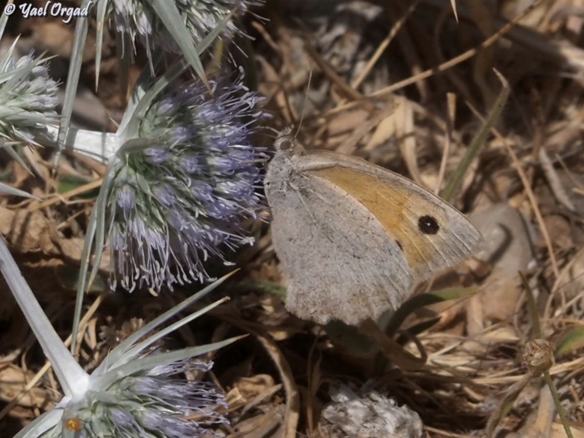Hyponephele lycaon  Dusky meadow brown,Hyponephele lycaon