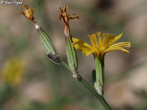 Chondrilla juncea  Chondrilla juncea,Israel,Mount Hermon,Rush Skeletonweed