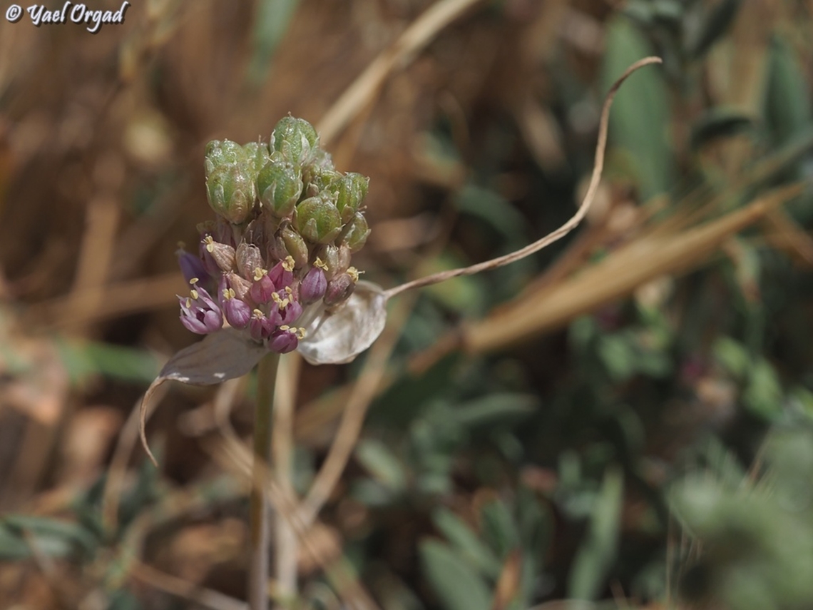 Allium rupicola  Allium rupicola,Geotagged,Summer
