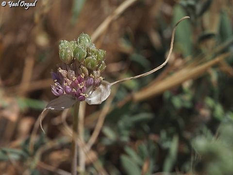 Allium rupicola  Allium rupicola,Geotagged,Summer