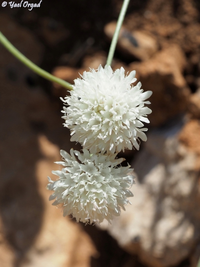 Cephalaria stellipilis  Cephalaria stellipilis,Geotagged,Summer