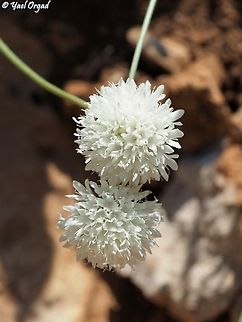 Cephalaria stellipilis  Cephalaria stellipilis,Geotagged,Summer