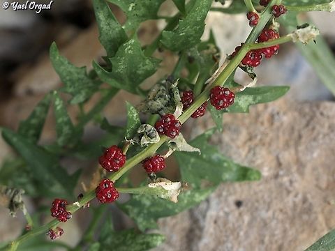 Chenopodium foliosum  Blitum virgatum,Geotagged,Leafy goosefoot,Summer