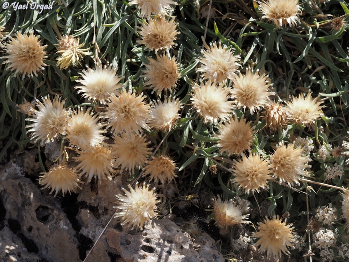 Centaurea drabifolia  Centaurea drabifolia,Geotagged,Summer