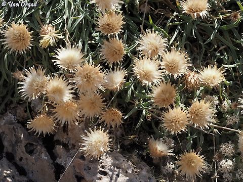 Centaurea drabifolia  Centaurea drabifolia,Geotagged,Summer