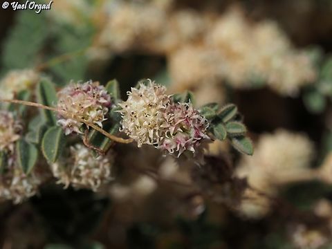 Cuscuta kotschyana  Cuscuta kotschyana,Geotagged,Summer