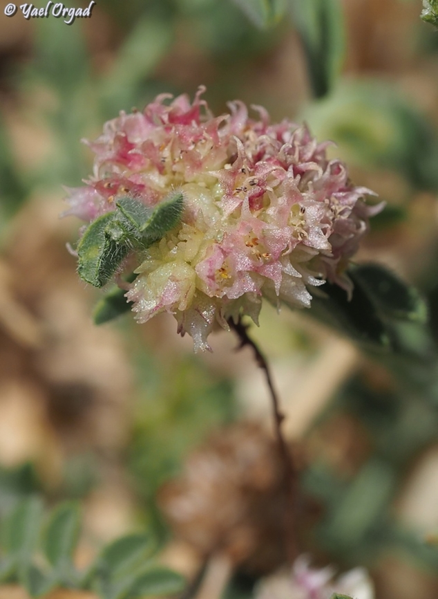 Cuscuta kotschyana  Cuscuta kotschyana