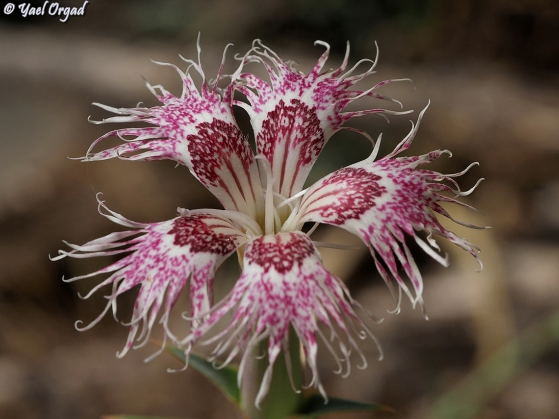 Dianthus libanotis  Dianthus libanotis,Geotagged,Mount Libanus Pink,Summer