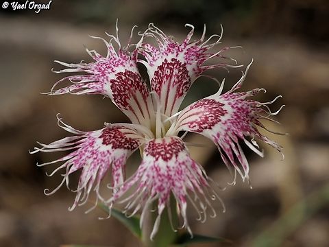 Dianthus libanotis  Dianthus libanotis,Geotagged,Mount Libanus Pink,Summer