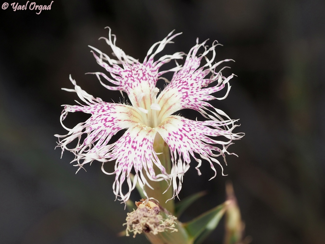 Dianthus libanotis  Dianthus libanotis,Geotagged,Mount Libanus Pink,Summer