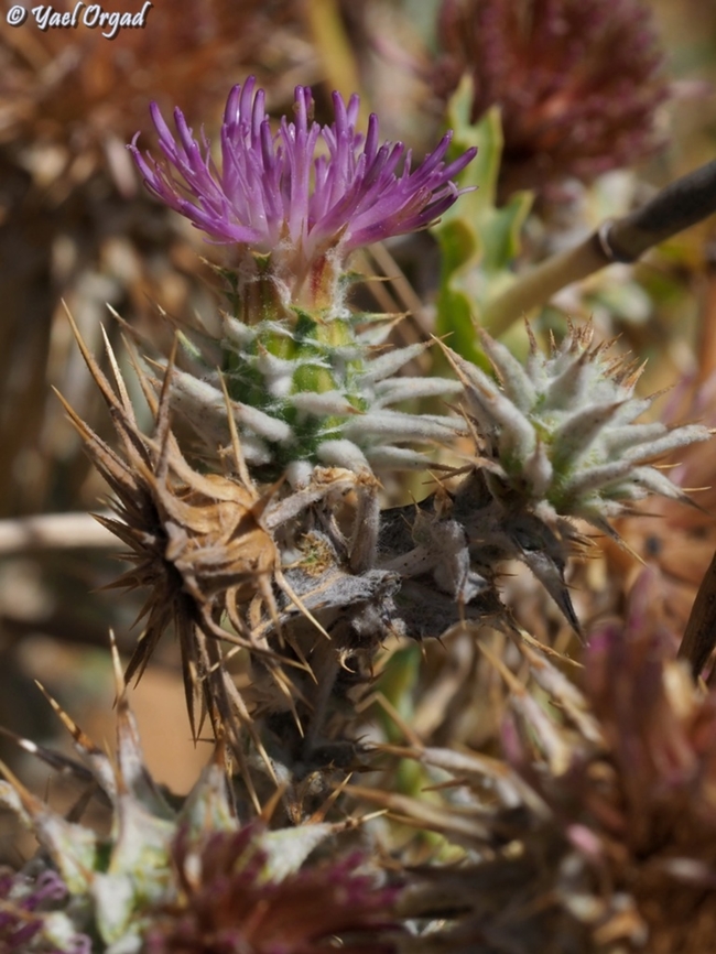 Cousinia hermonis  Cousinia hermonis,Geotagged,Israel,Summer