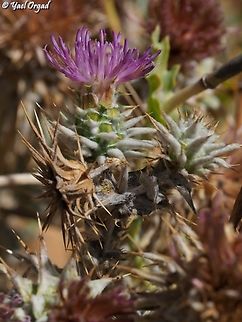Cousinia hermonis  Cousinia hermonis,Geotagged,Israel,Summer