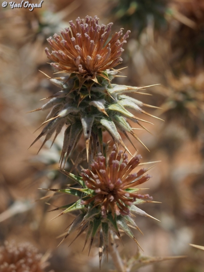 Cousinia hermonis  Cousinia hermonis