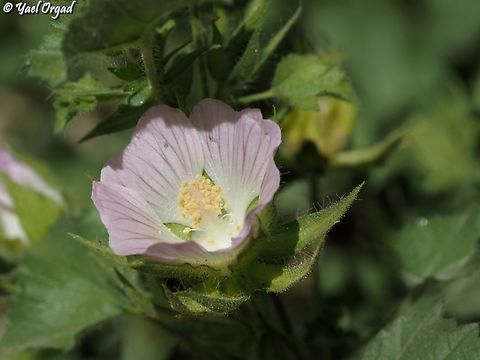 Kitaibelia balansae  Kitaibelia balansae