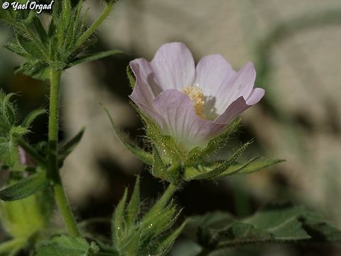Kitaibelia balansae  Geotagged,Kitaibelia balansae,Summer