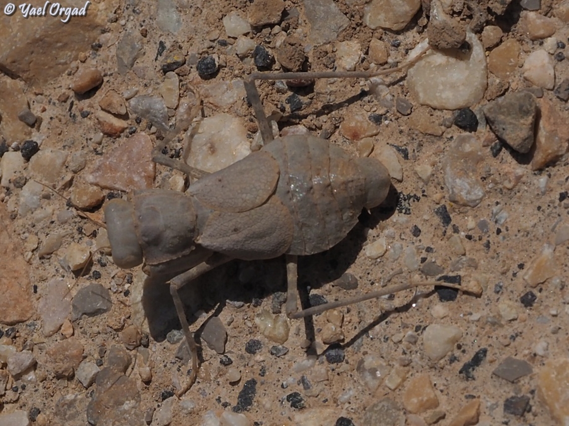 Eremiaphila genei  Eremiaphila genei,Geotagged,Summer