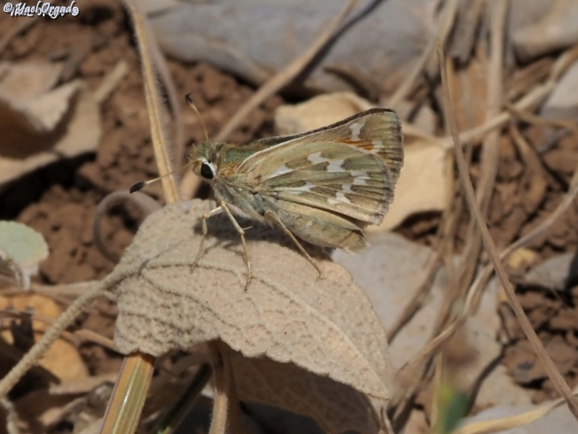 Hesperia comma  Common branded skipper,Hesperia comma