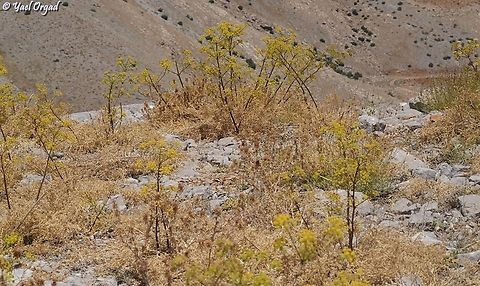 Ferulago trachycarpa  Ferulago trachycarpa