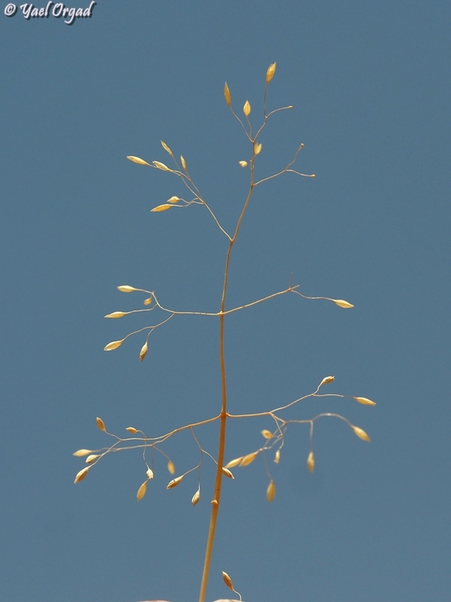 Colpodium biebersteinianum a tiny annual grass, rare in the Hermon Mountain. Colpodium biebersteinianum,Israel,Mount Hermon