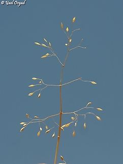 Colpodium biebersteinianum a tiny annual grass, rare in the Hermon Mountain. Colpodium biebersteinianum,Israel,Mount Hermon