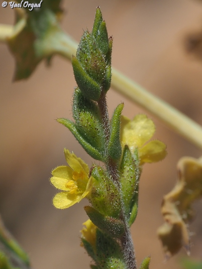 Odontites aucheri  Geotagged,Odontites aucheri,Summer
