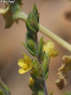 Odontites aucheri  Geotagged,Odontites aucheri,Summer