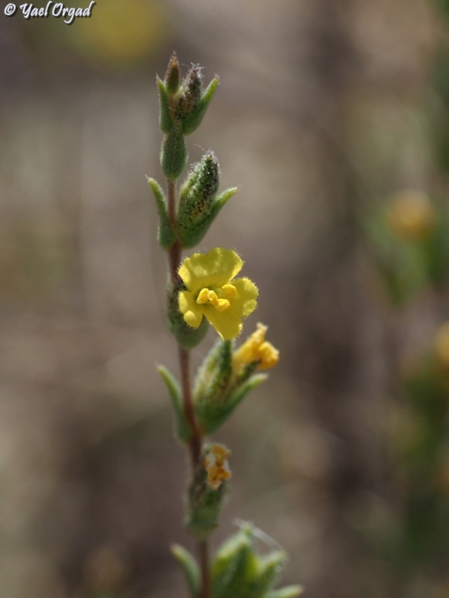 Odontites aucheri  Israel,Mount Hermon,Odontites aucheri