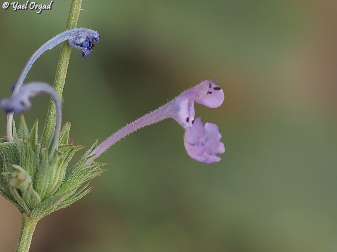 Nepeta glomerata  Israel,Mount Hermon,Nepeta glomerata
