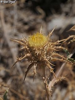 Carlina frigida Finally, first time I met this one in full bloom! it blooms later in the season, usually we visit mount Hermon much earlier...  Carlina frigida