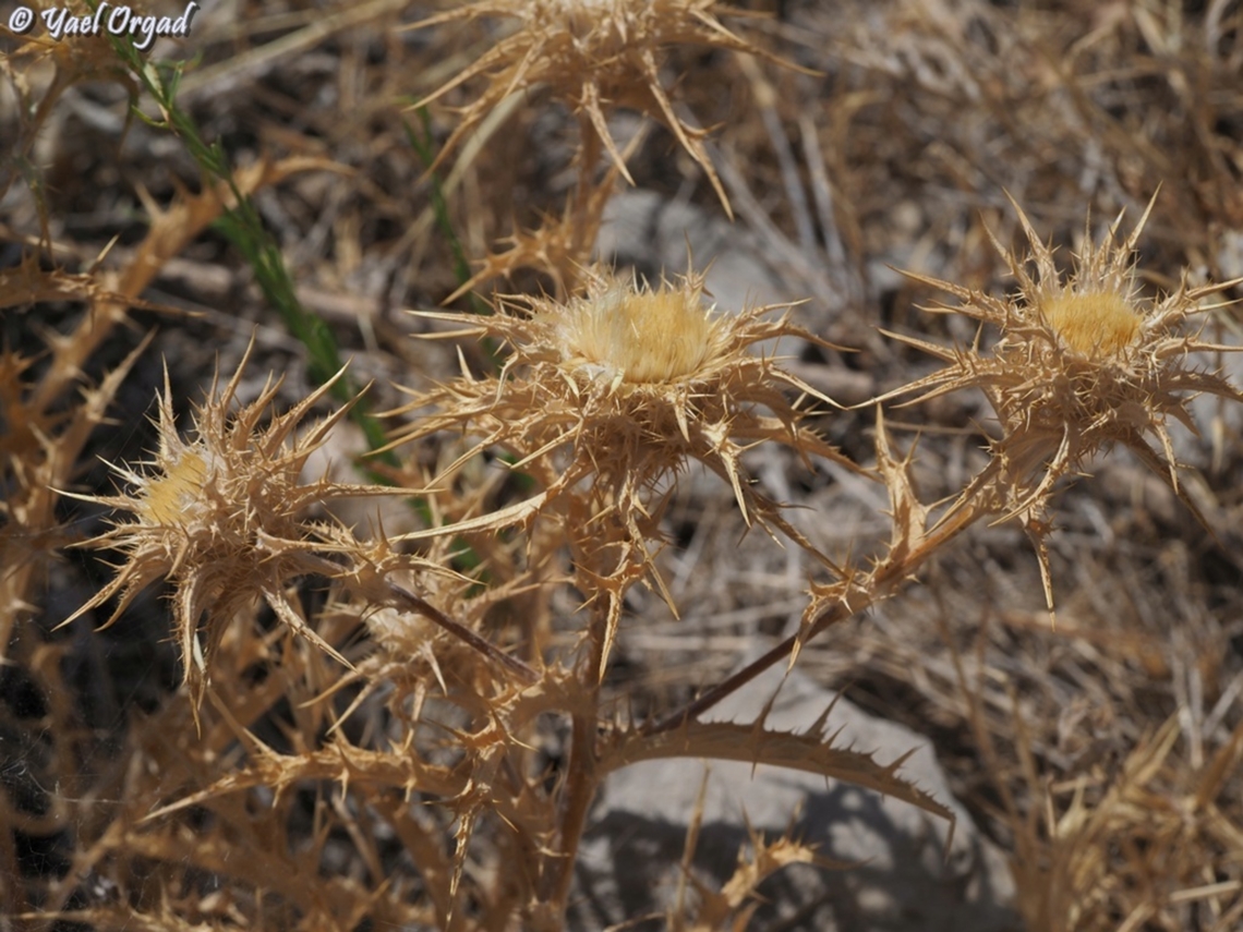 Carlina frigida  Carlina frigida,Geotagged,Summer