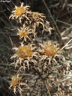 Carlina libanotica  Carlina libanotica,Fall,Geotagged,Israel