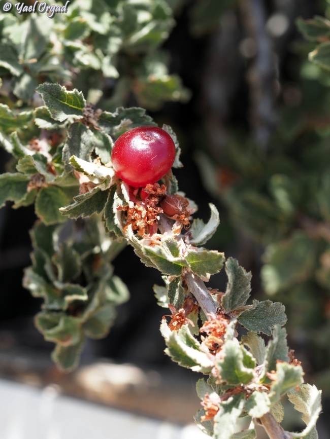 Prunus prostrata somewhat sour and quite small cherries, still - nice fruit on a hot day :-)  Geotagged,Mountain Cherry,Prunus prostrata,Summer