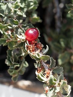Prunus prostrata somewhat sour and quite small cherries, still - nice fruit on a hot day :-)  Geotagged,Mountain Cherry,Prunus prostrata,Summer