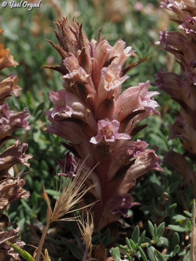 Orobanche camptolepis  Geotagged,Orobanche camptolepis,Summer