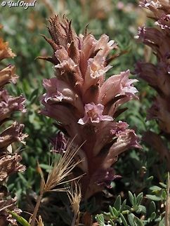 Orobanche camptolepis  Geotagged,Orobanche camptolepis,Summer