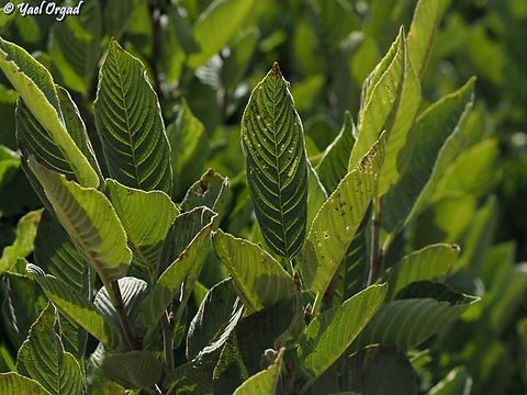Rhamnus libanotica  Lebanese buckthorn,Rhamnus libanotica
